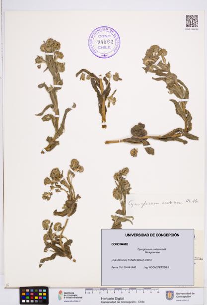 Cynoglossum creticum [Espécimen: ]