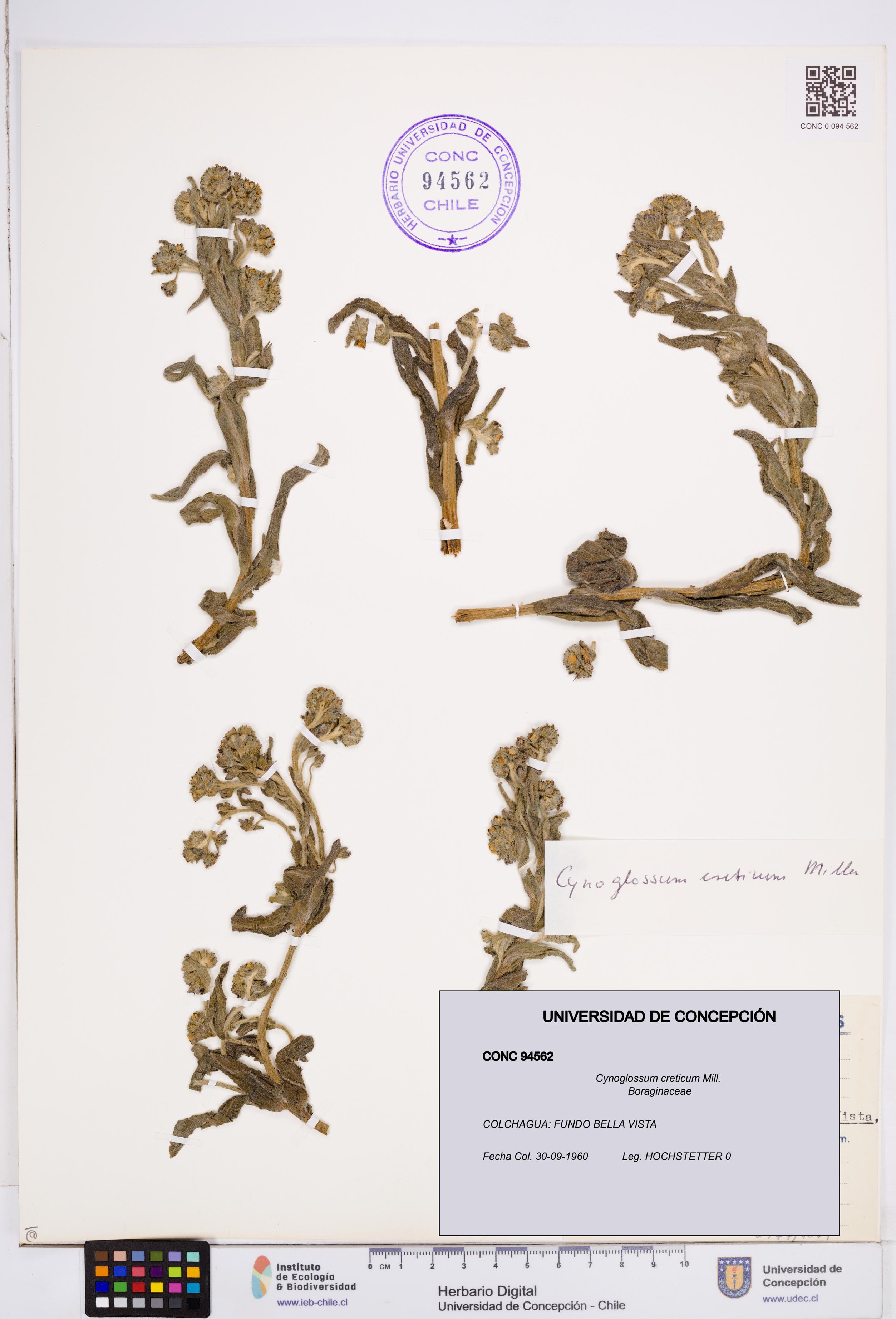 Cynoglossum creticum [Espécimen: ]