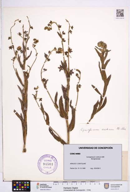 Cynoglossum creticum [Espécimen: ]
