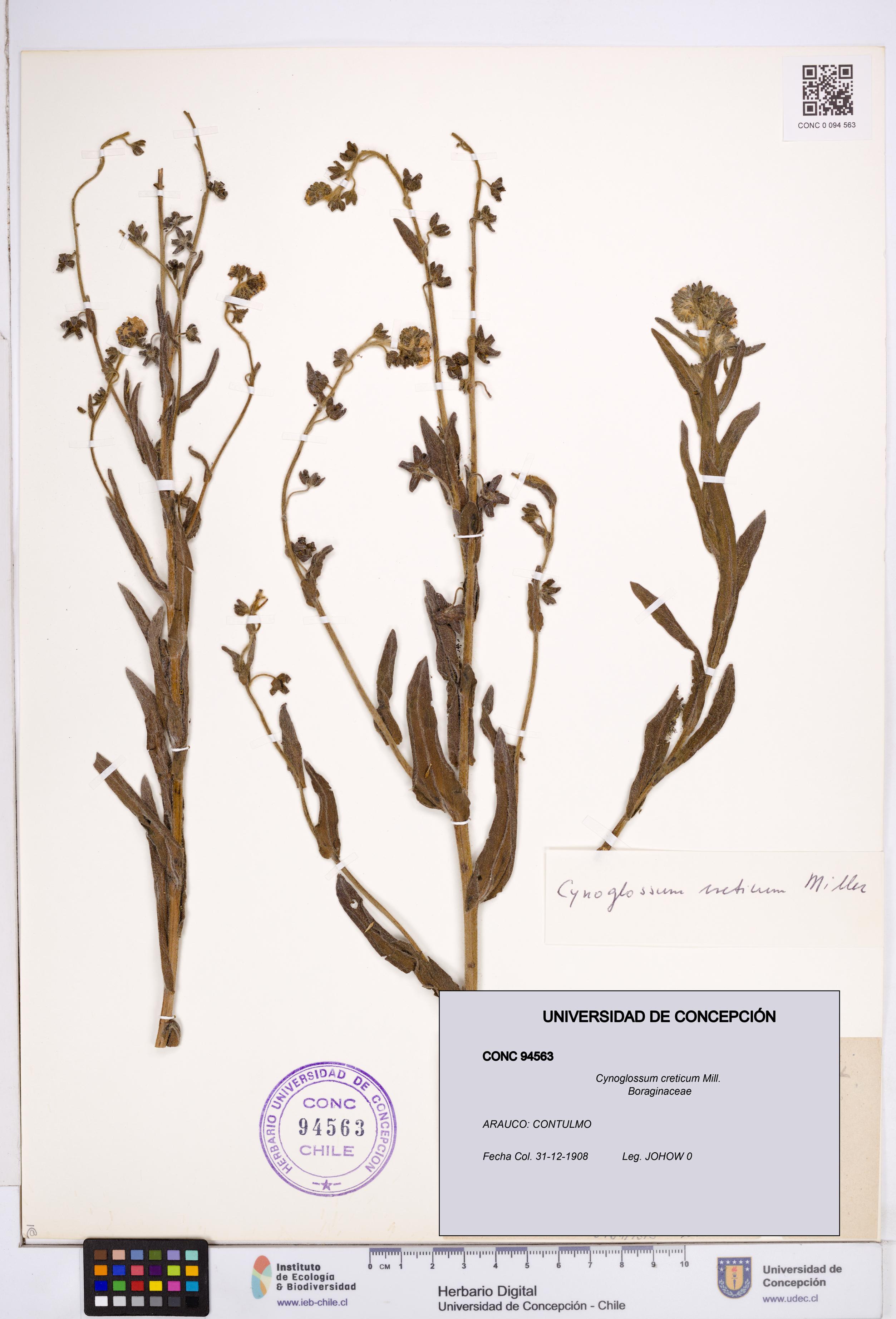 Cynoglossum creticum [Espécimen: ]