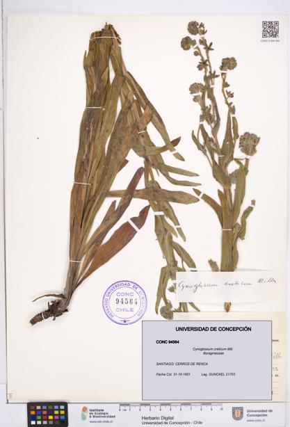 Cynoglossum creticum [Espécimen: ]