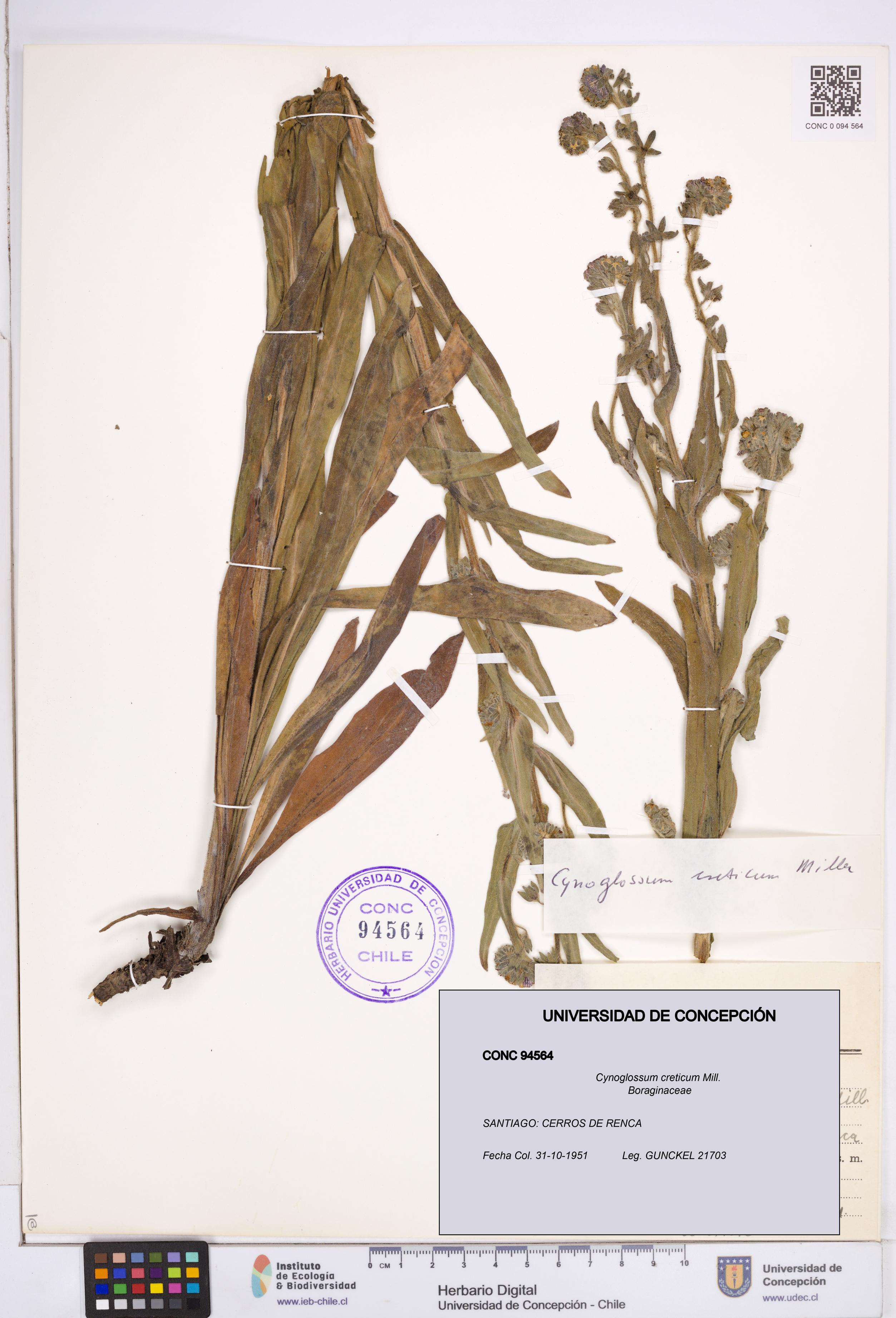 Cynoglossum creticum [Espécimen: ]