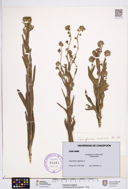 Cynoglossum creticum [Espécimen: ]