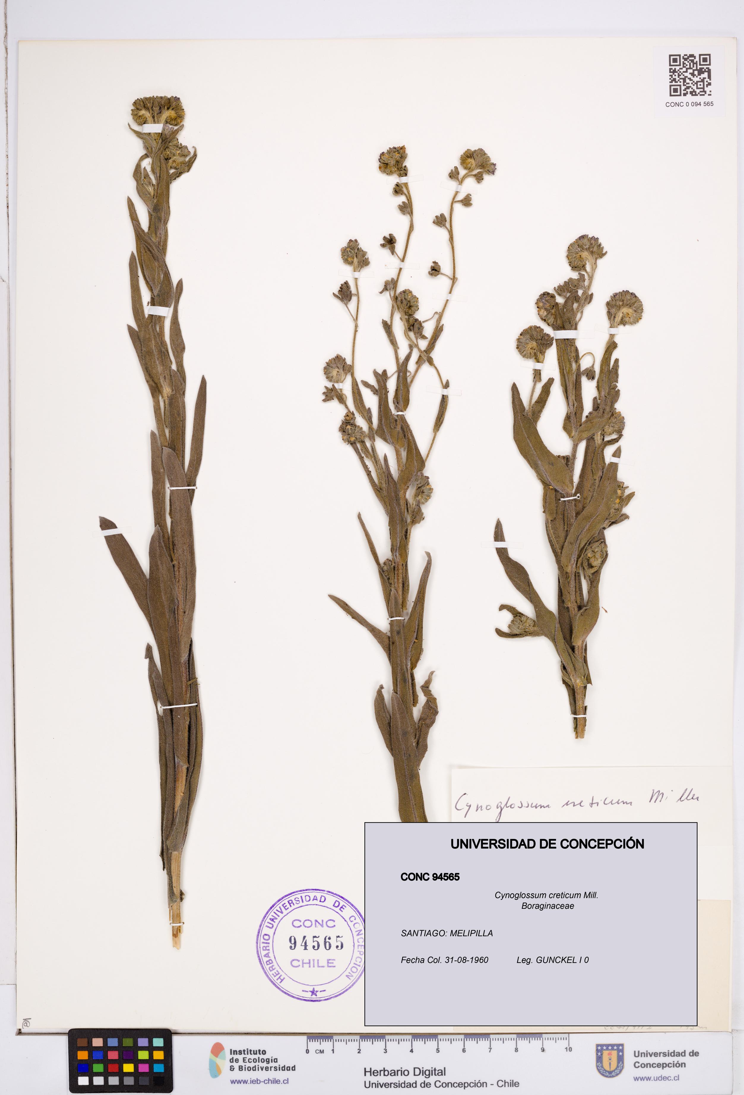Cynoglossum creticum [Espécimen: ]