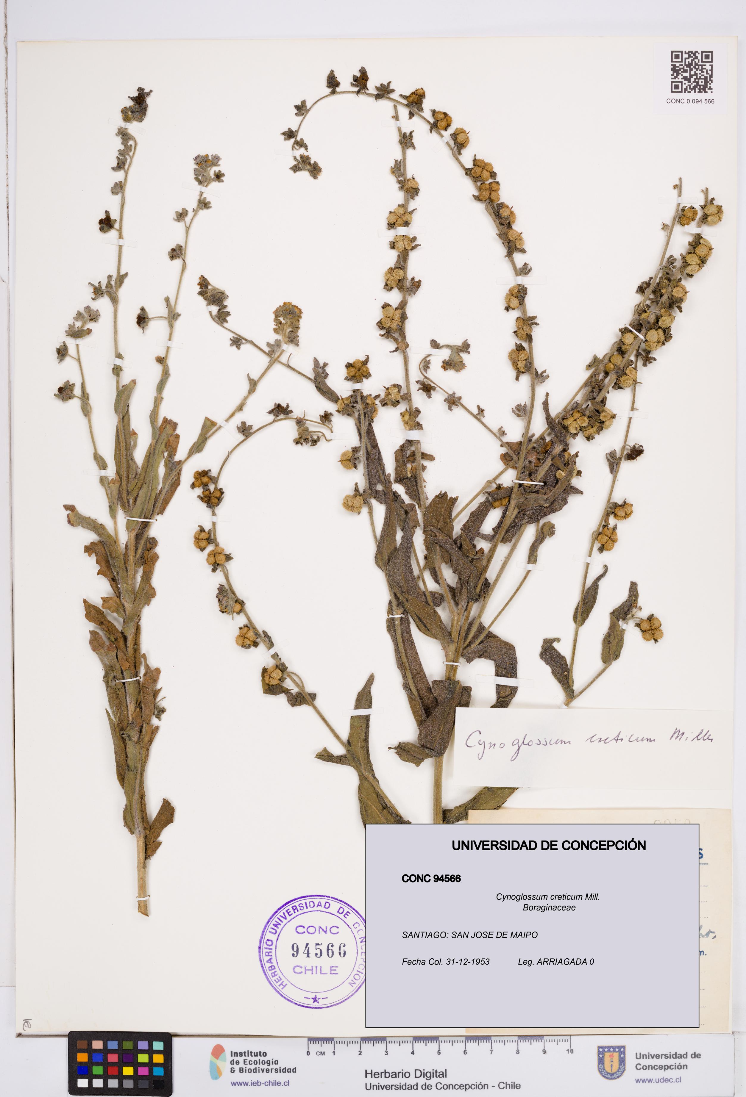 Cynoglossum creticum [Espécimen: ]