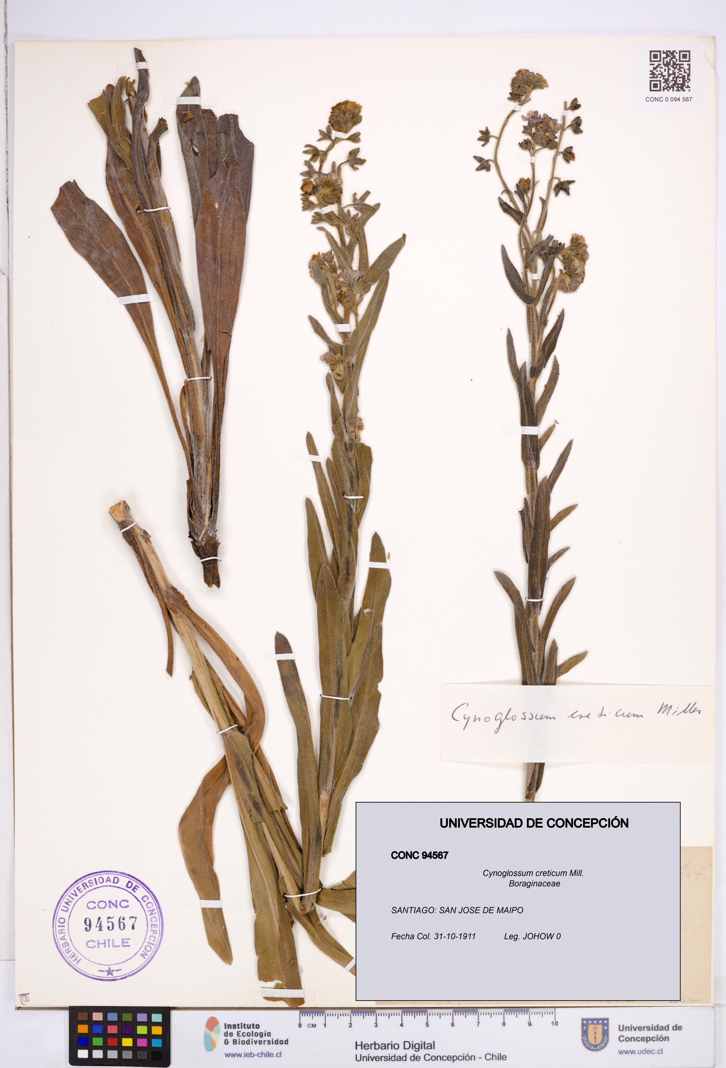 Cynoglossum creticum [Espécimen: ]