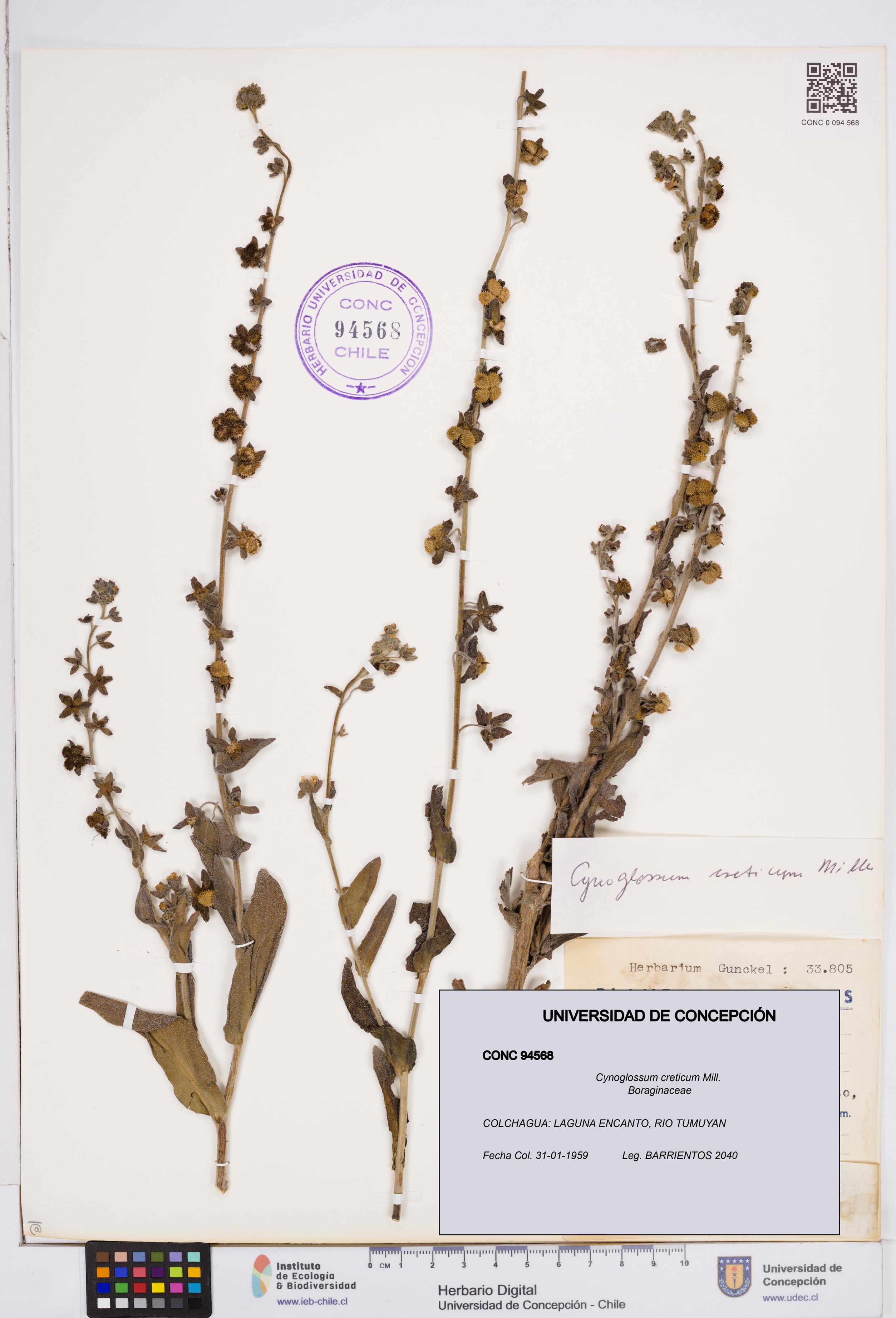 Cynoglossum creticum [Espécimen: ]