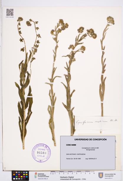 Cynoglossum creticum [Espécimen: ]