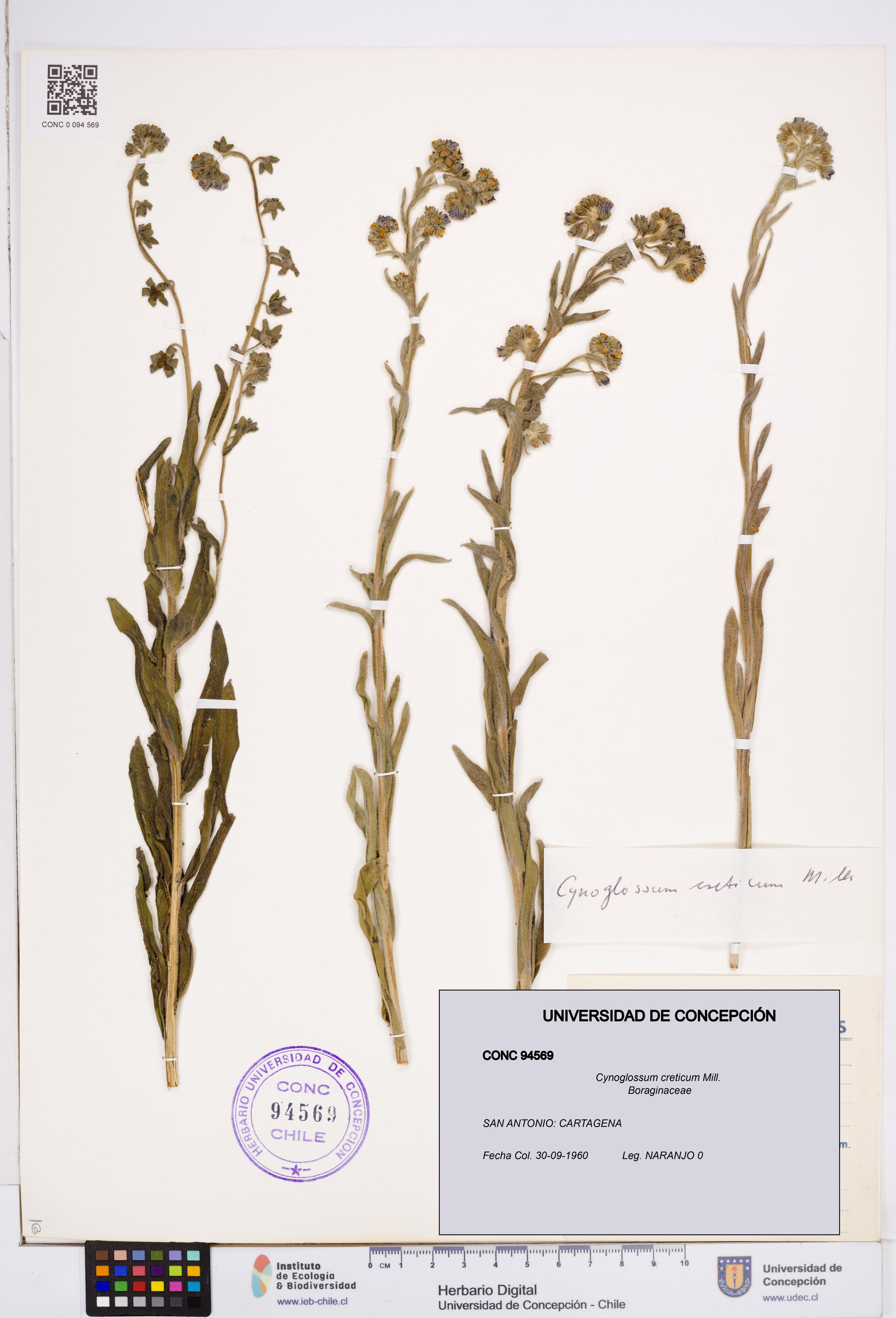 Cynoglossum creticum [Espécimen: ]