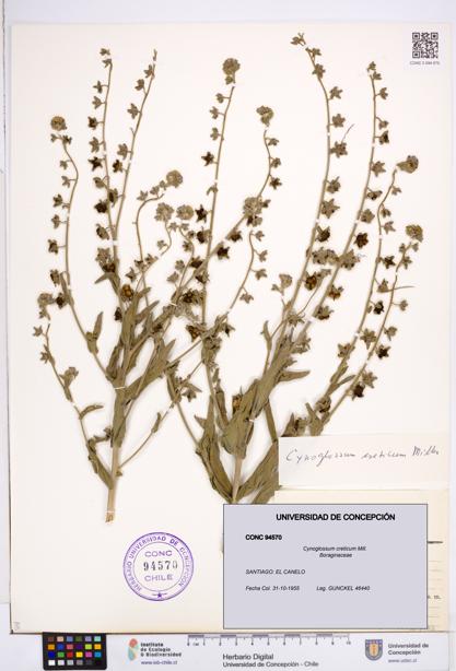 Cynoglossum creticum [Espécimen: ]