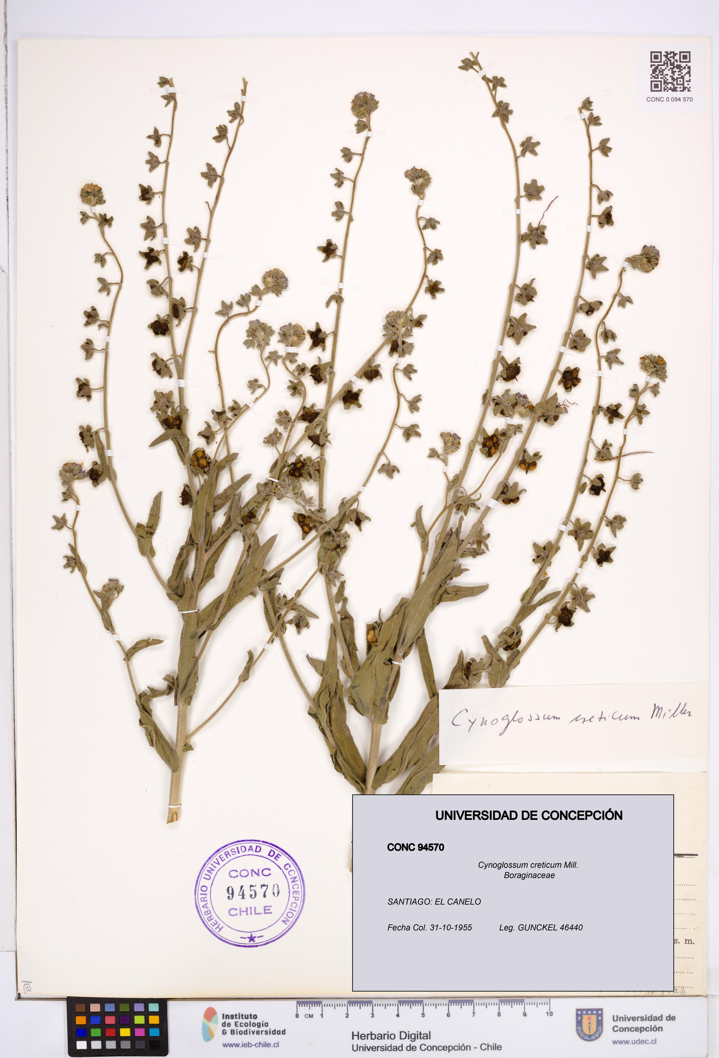 Cynoglossum creticum [Espécimen: ]