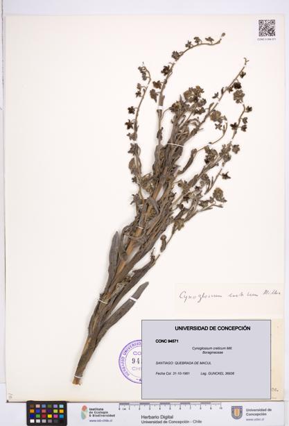 Cynoglossum creticum [Espécimen: ]