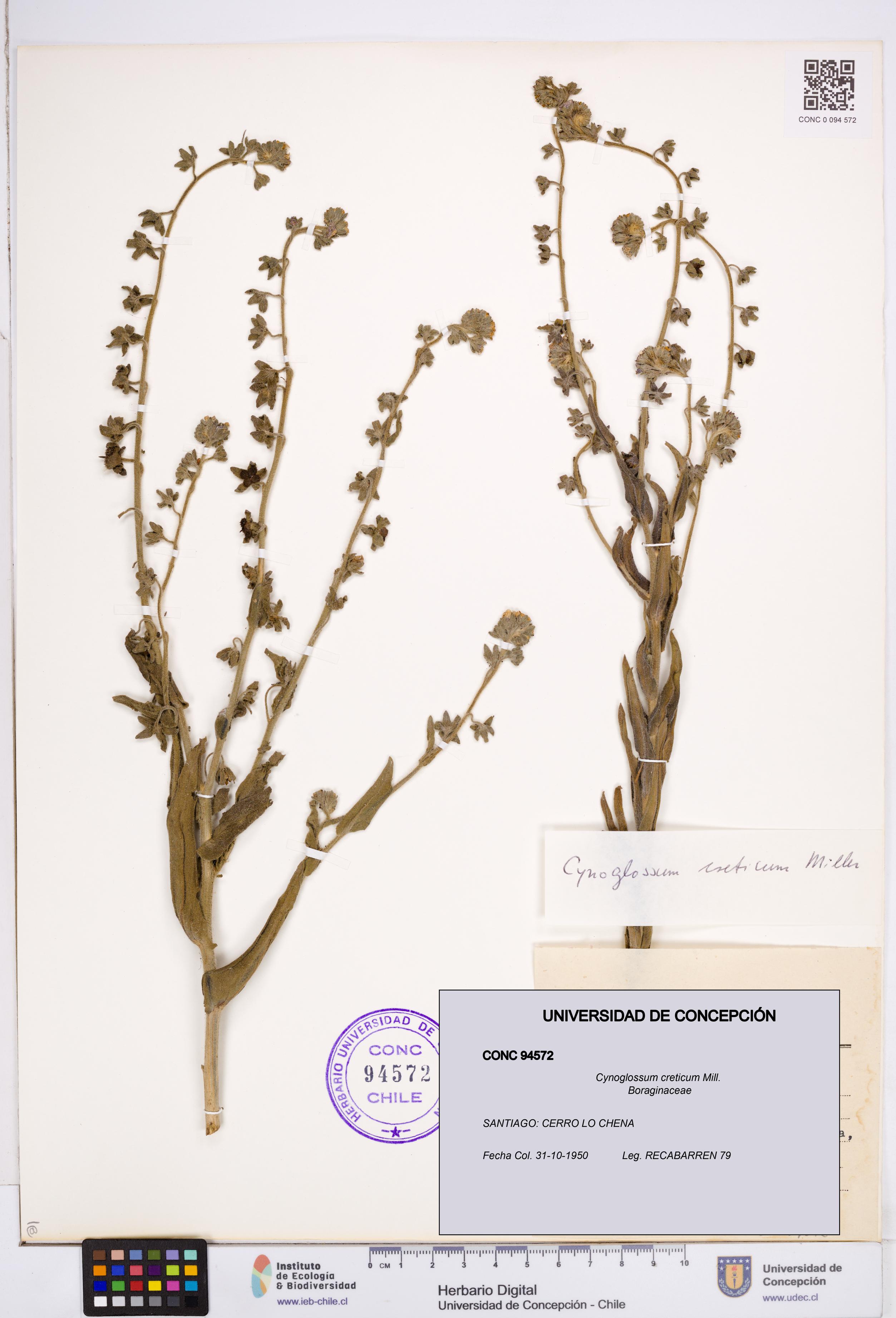 Cynoglossum creticum [Espécimen: ]