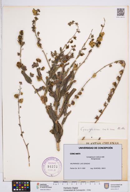 Cynoglossum creticum [Espécimen: ]