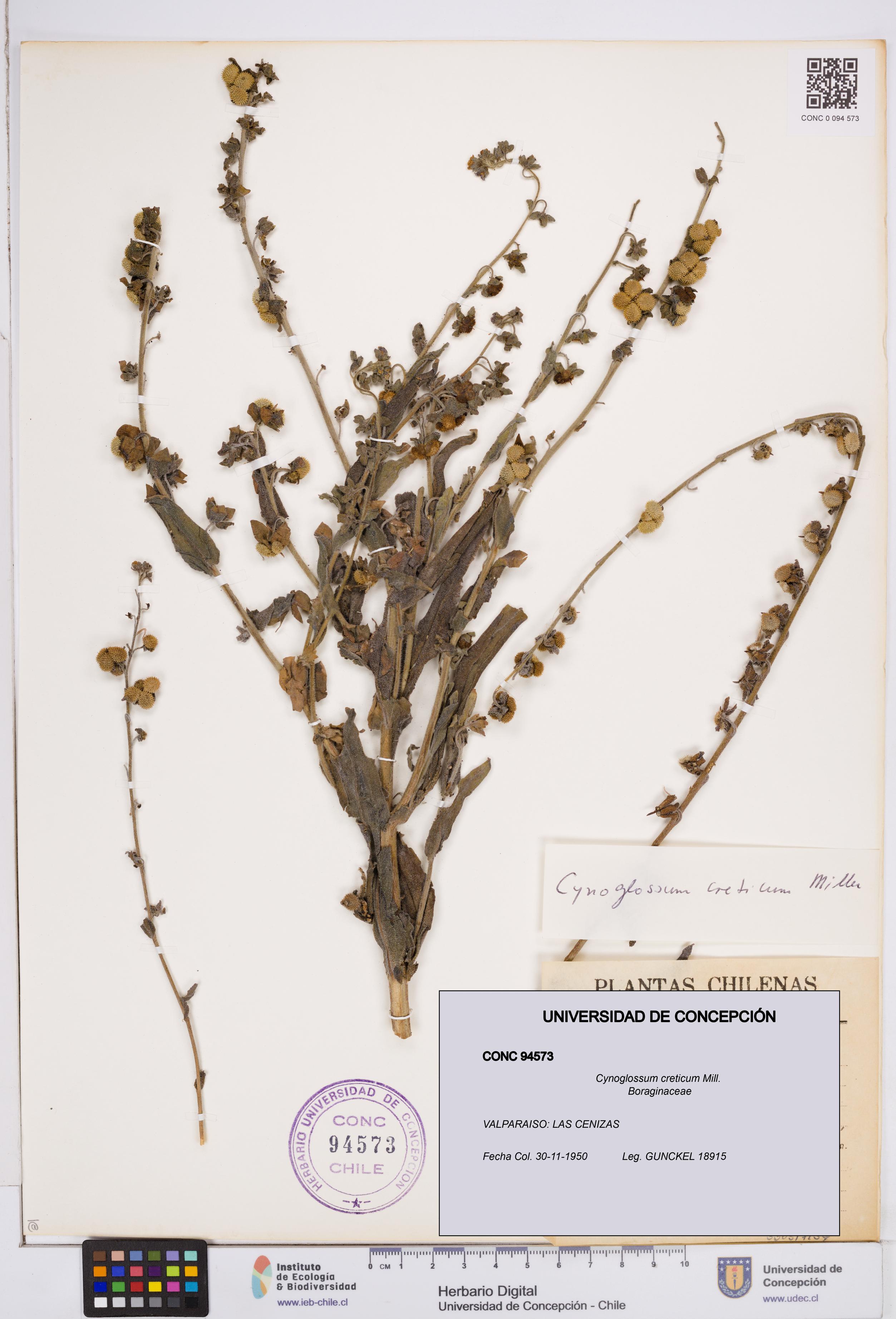 Cynoglossum creticum [Espécimen: ]