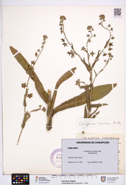 Cynoglossum creticum [Espécimen: ]