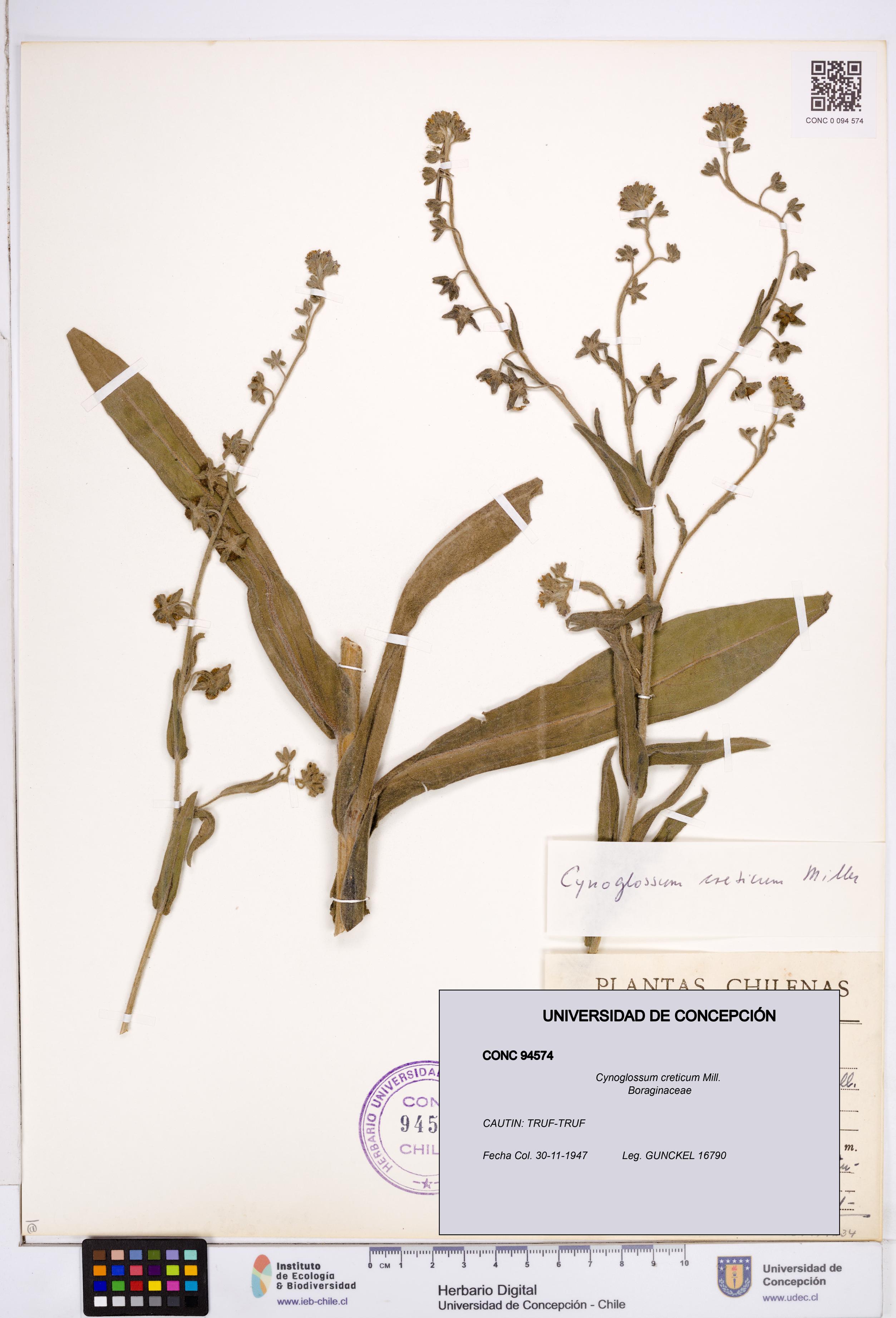 Cynoglossum creticum [Espécimen: ]