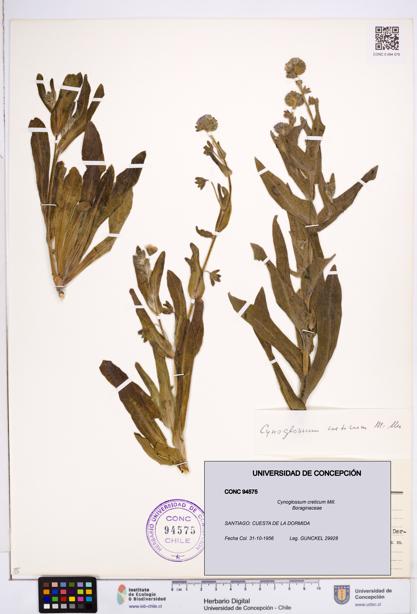 Cynoglossum creticum [Espécimen: ]