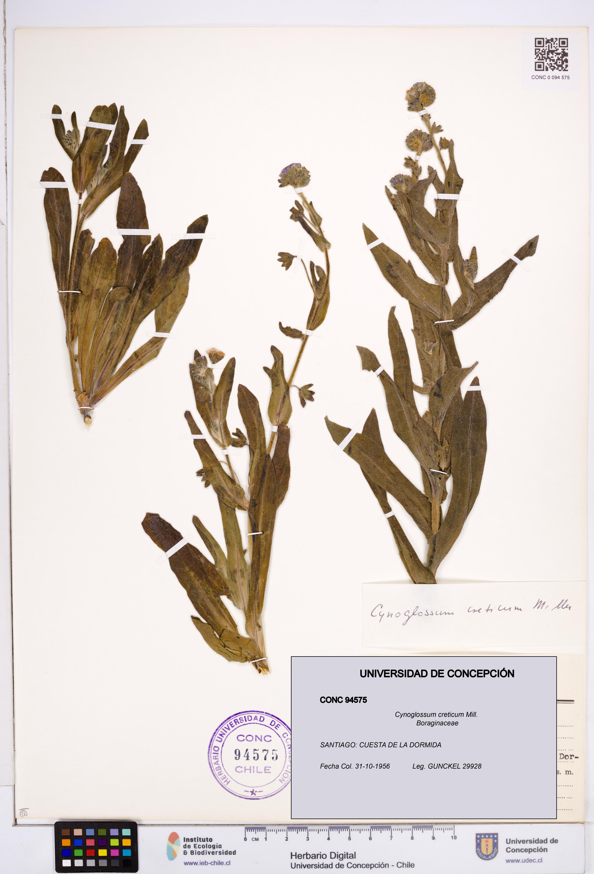 Cynoglossum creticum [Espécimen: ]