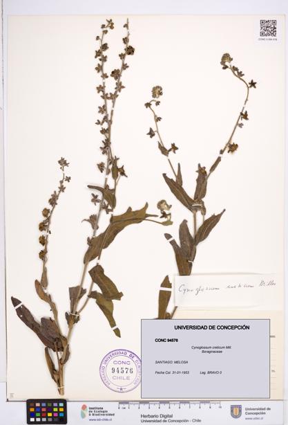 Cynoglossum creticum [Espécimen: ]