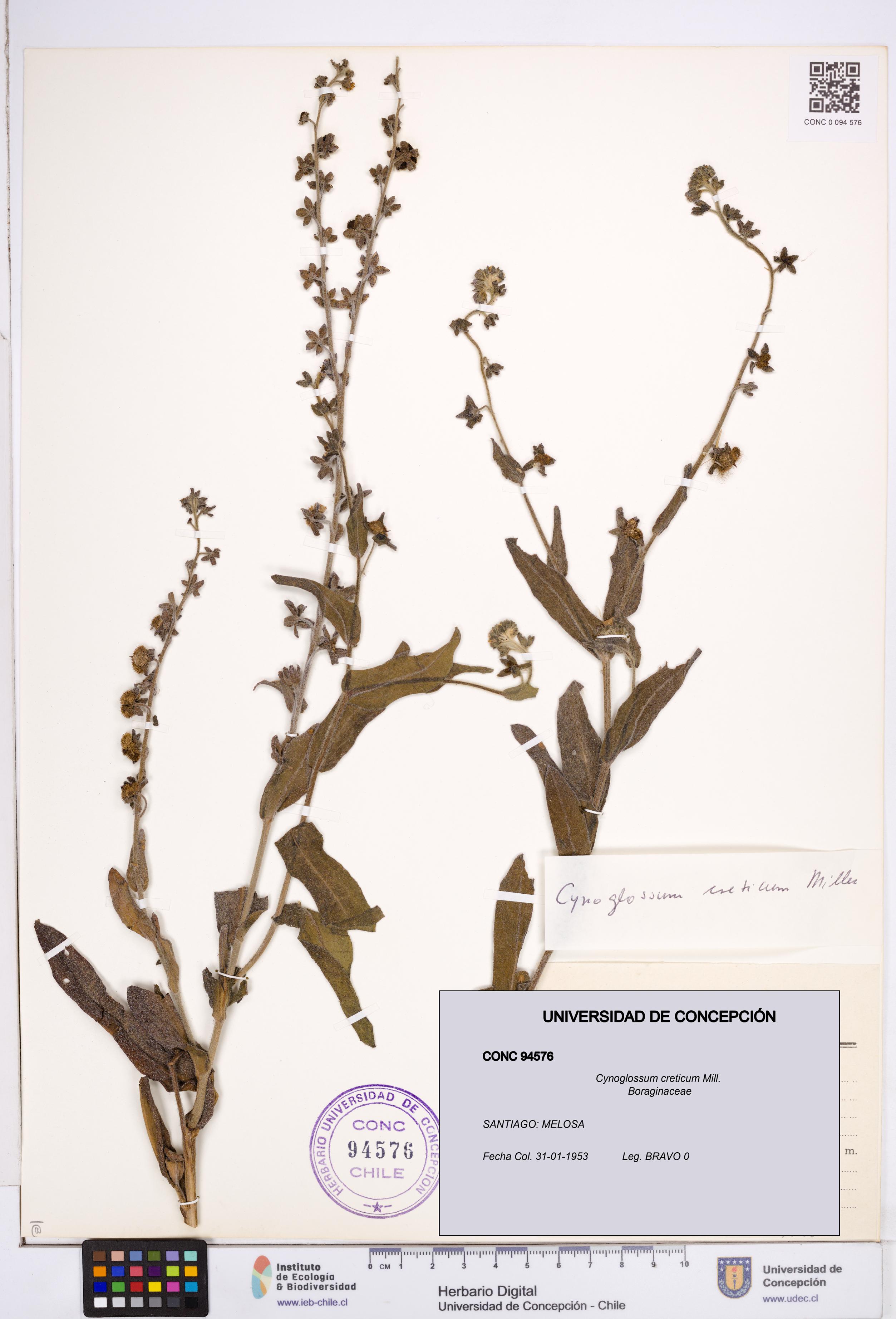 Cynoglossum creticum [Espécimen: ]