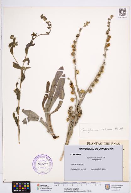 Cynoglossum creticum [Espécimen: ]