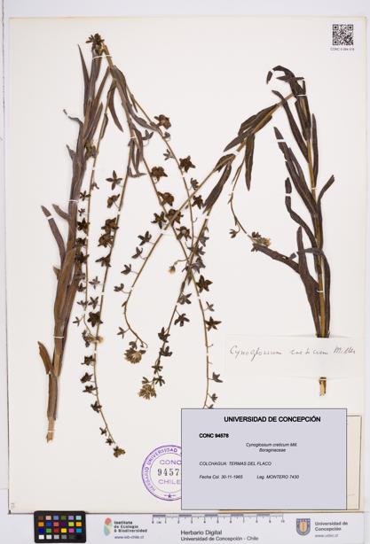 Cynoglossum creticum [Espécimen: ]