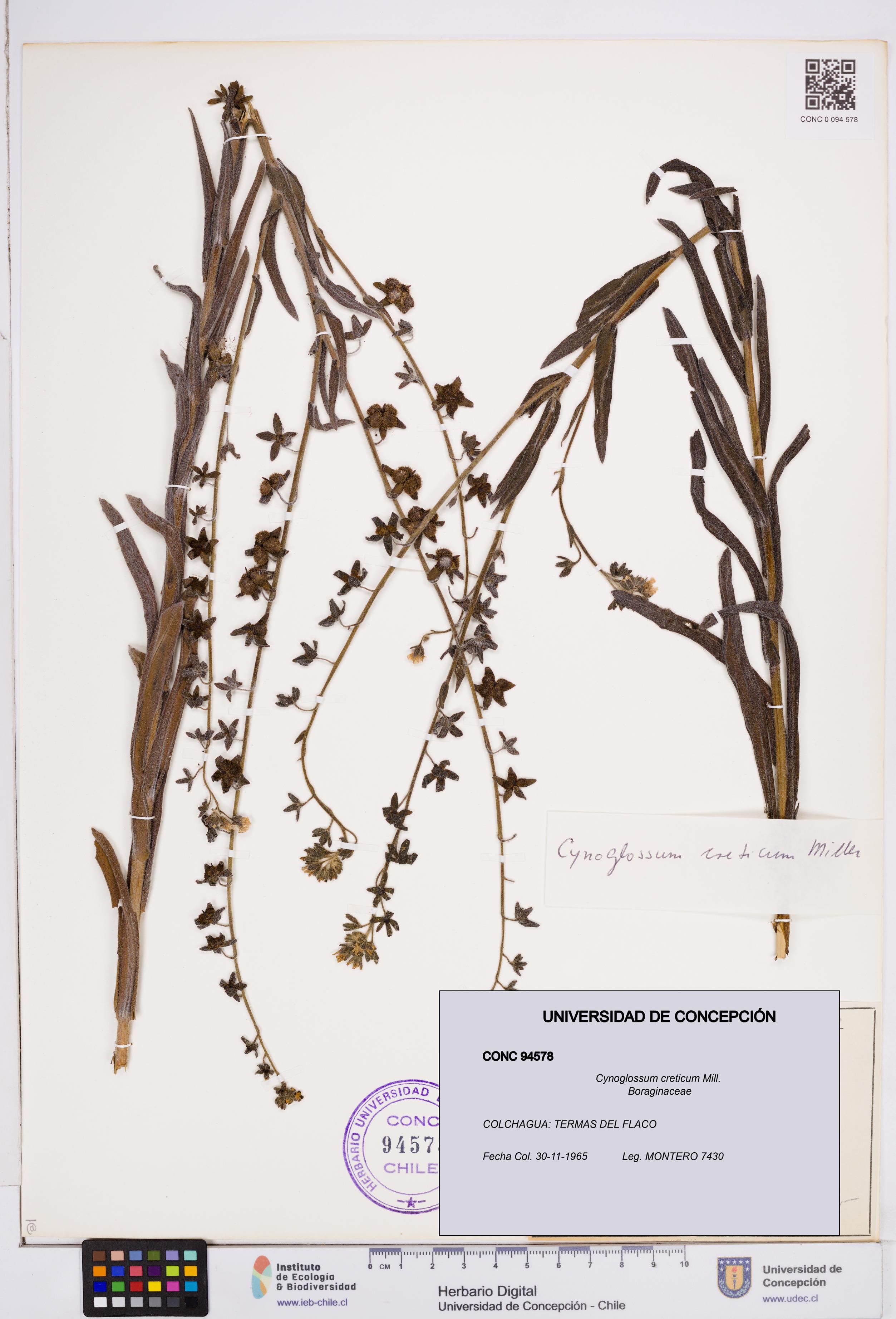 Cynoglossum creticum [Espécimen: ]