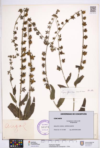 Cynoglossum creticum [Espécimen: ]
