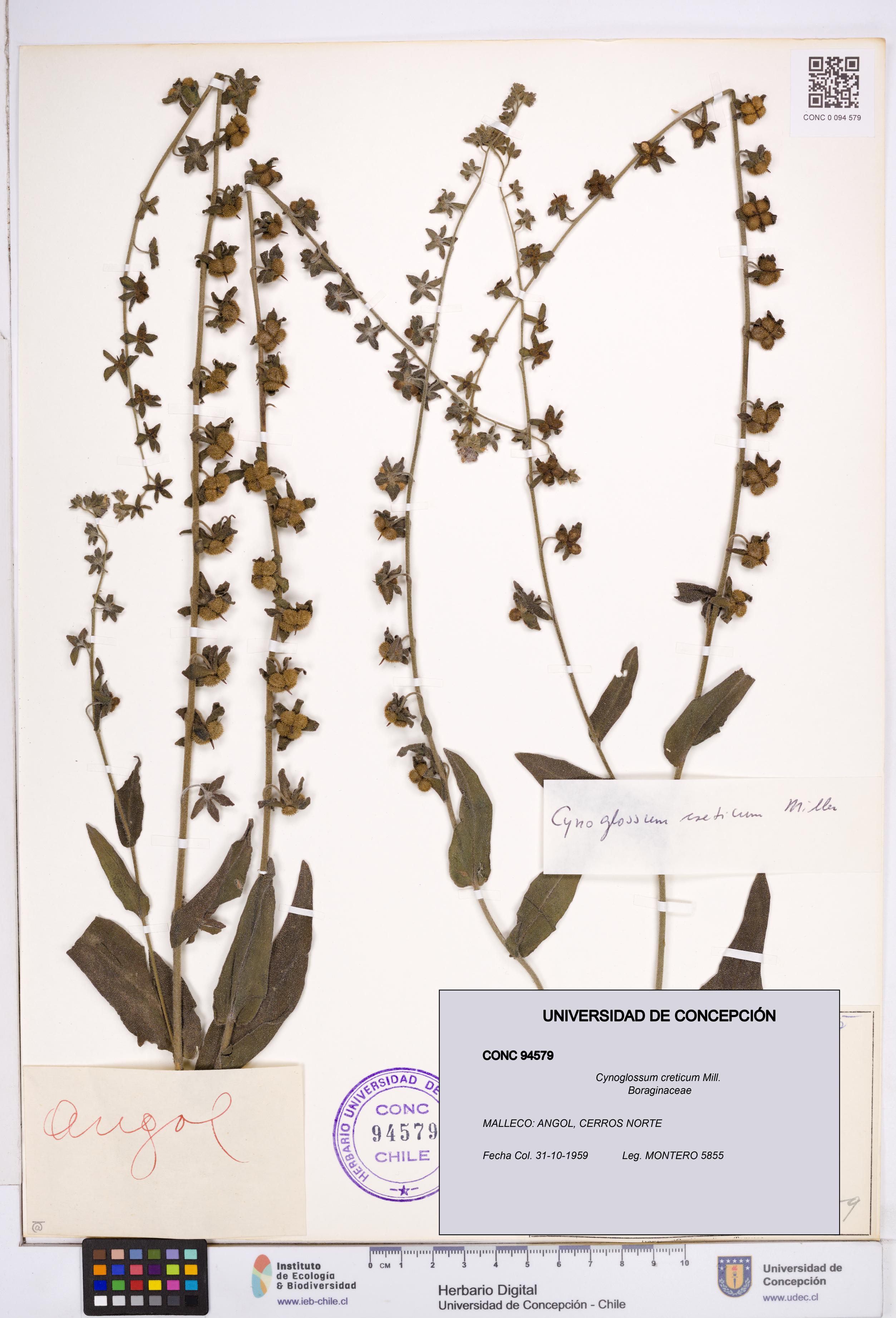 Cynoglossum creticum [Espécimen: ]