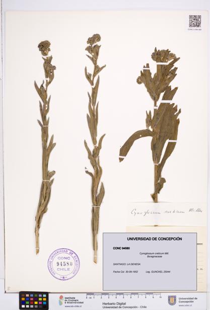 Cynoglossum creticum [Espécimen: ]