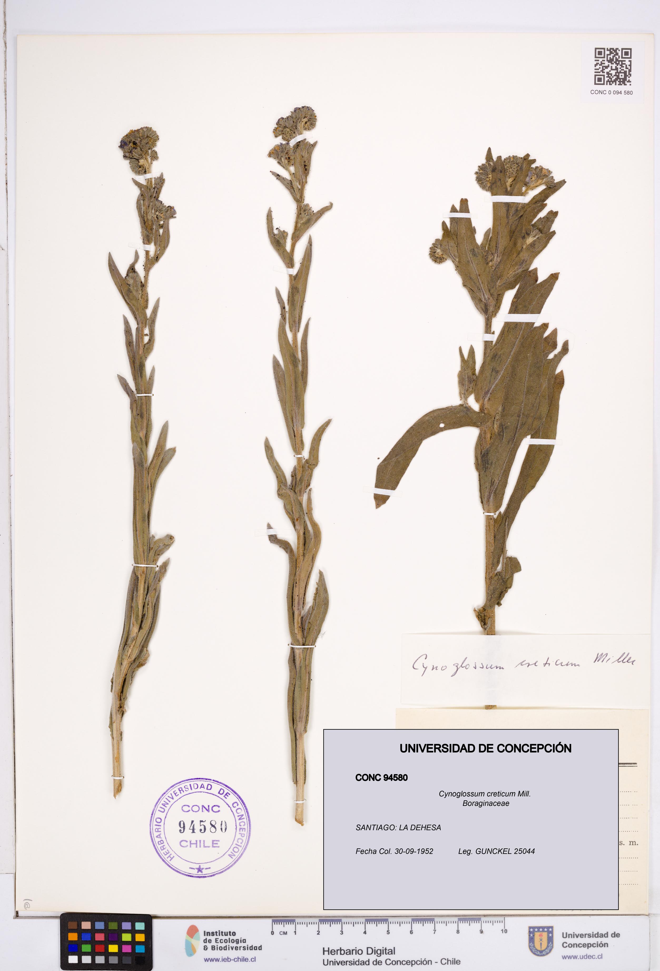 Cynoglossum creticum [Espécimen: ]