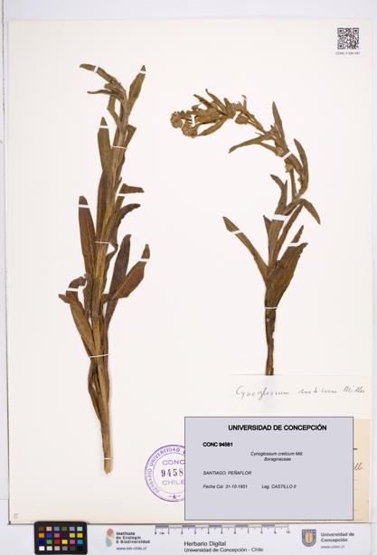Cynoglossum creticum [Espécimen: ]
