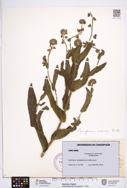 Cynoglossum creticum [Espécimen: ]