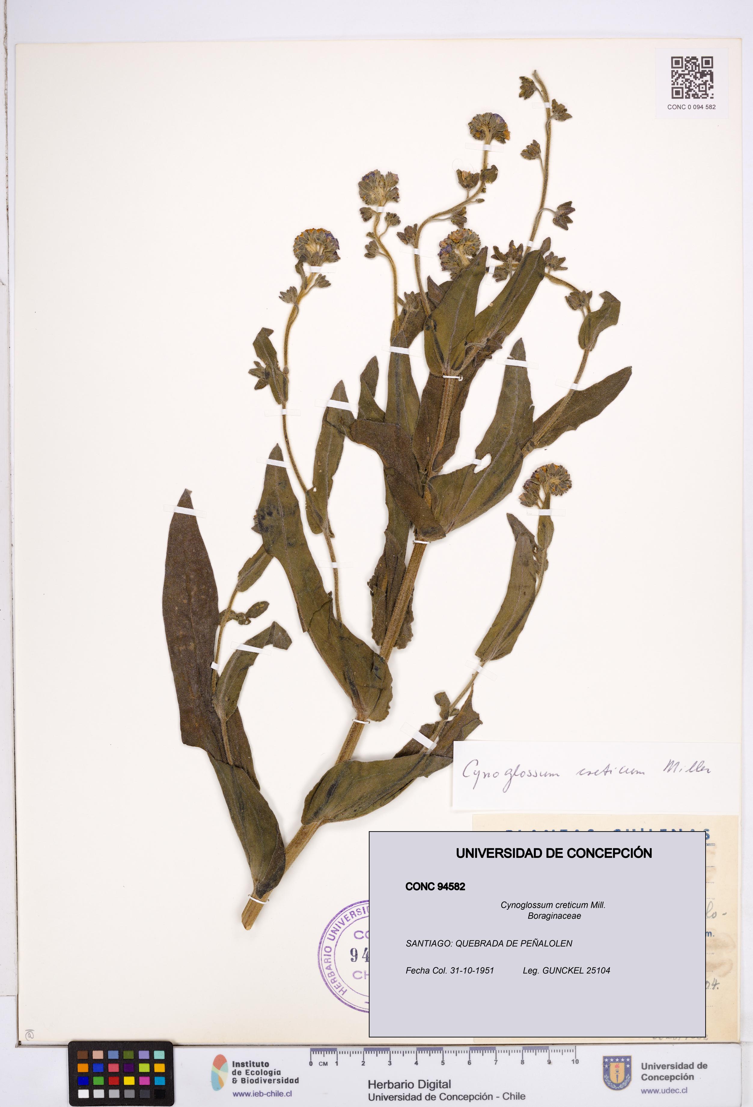 Cynoglossum creticum [Espécimen: ]