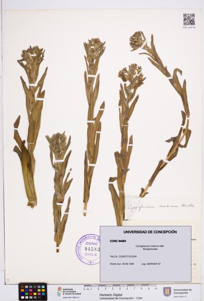Cynoglossum creticum [Espécimen: ]