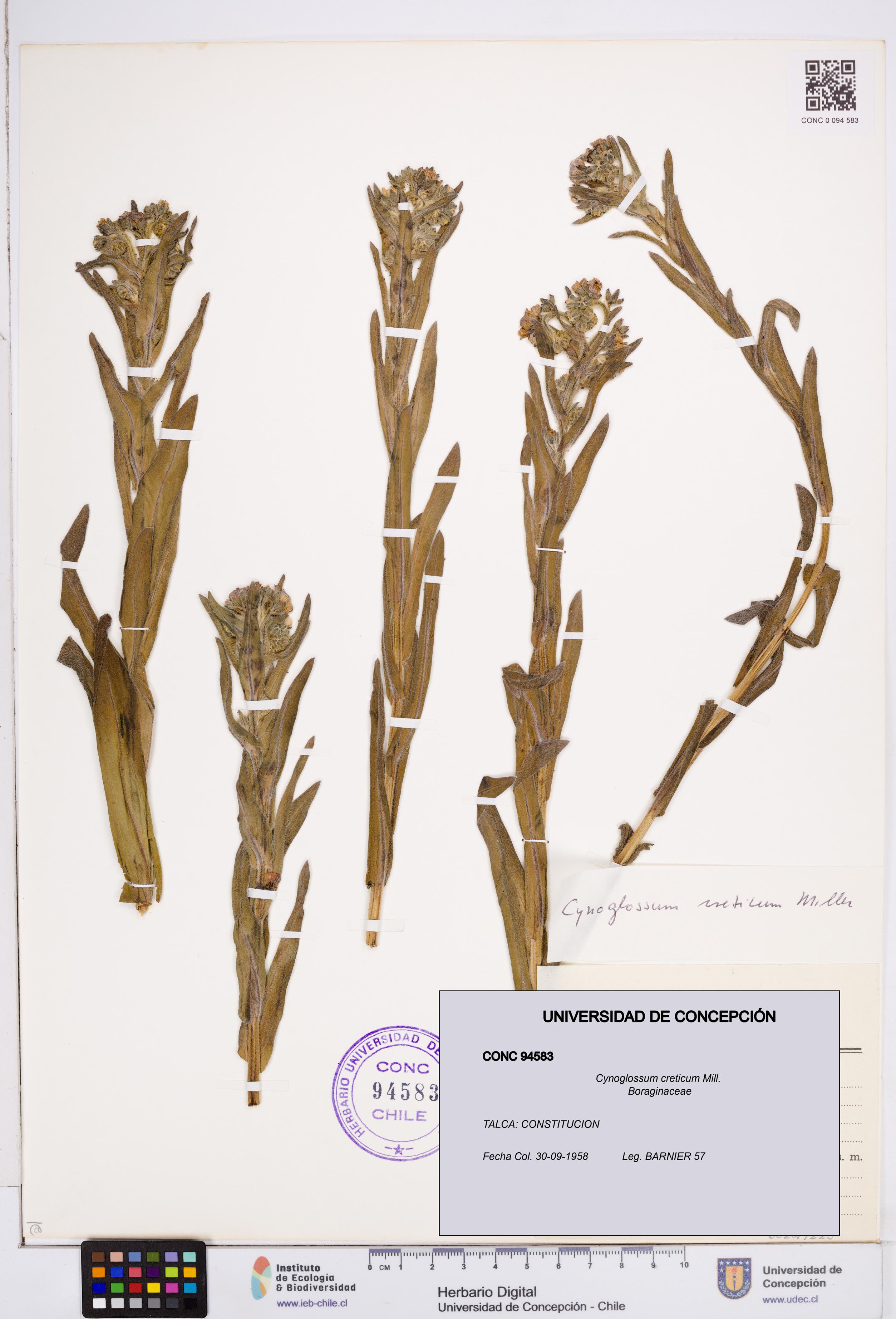 Cynoglossum creticum [Espécimen: ]