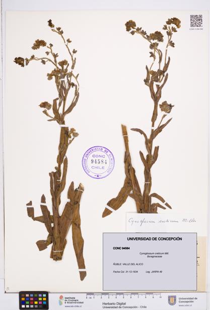 Cynoglossum creticum [Espécimen: ]