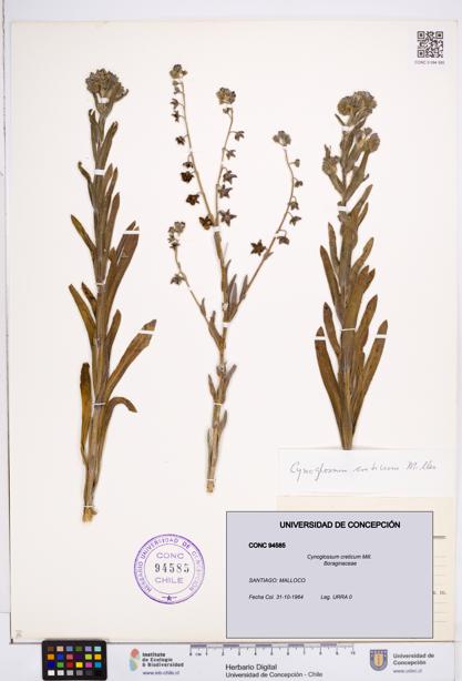 Cynoglossum creticum [Espécimen: ]