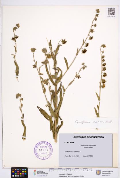 Cynoglossum creticum [Espécimen: ]