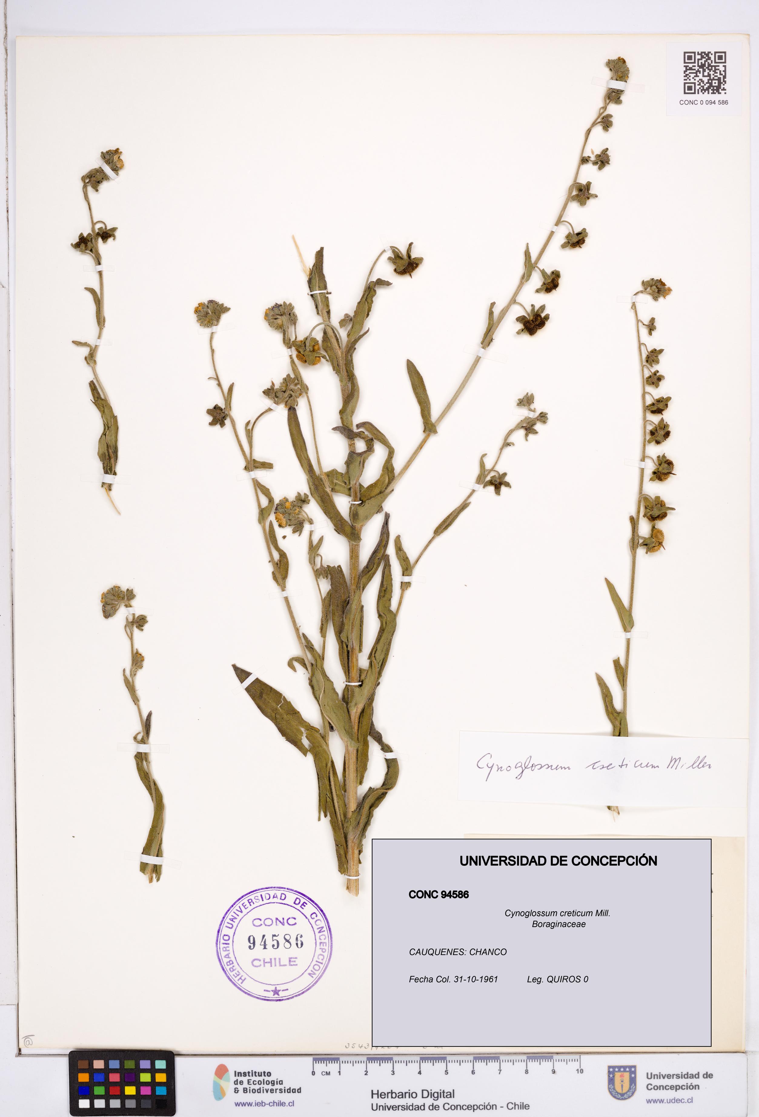 Cynoglossum creticum [Espécimen: ]
