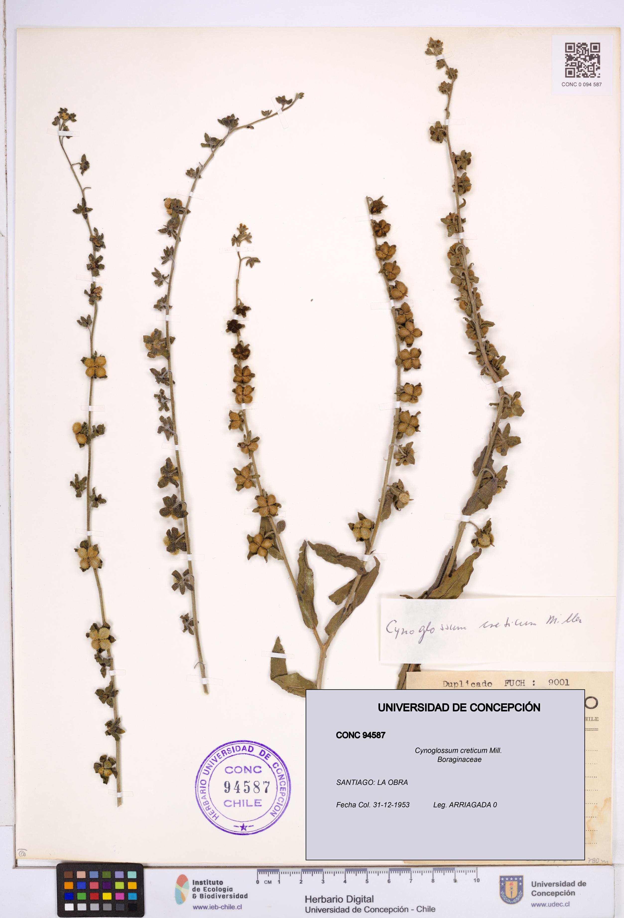 Cynoglossum creticum [Espécimen: ]