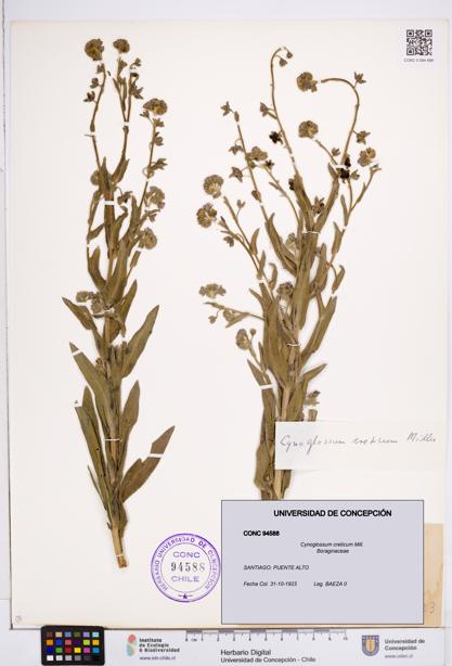 Cynoglossum creticum [Espécimen: ]