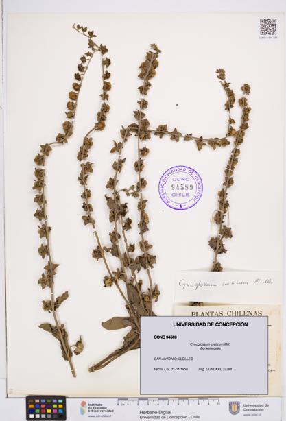 Cynoglossum creticum [Espécimen: ]