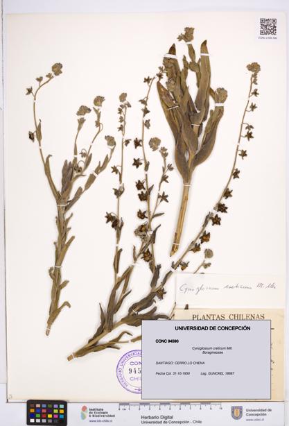 Cynoglossum creticum [Espécimen: ]