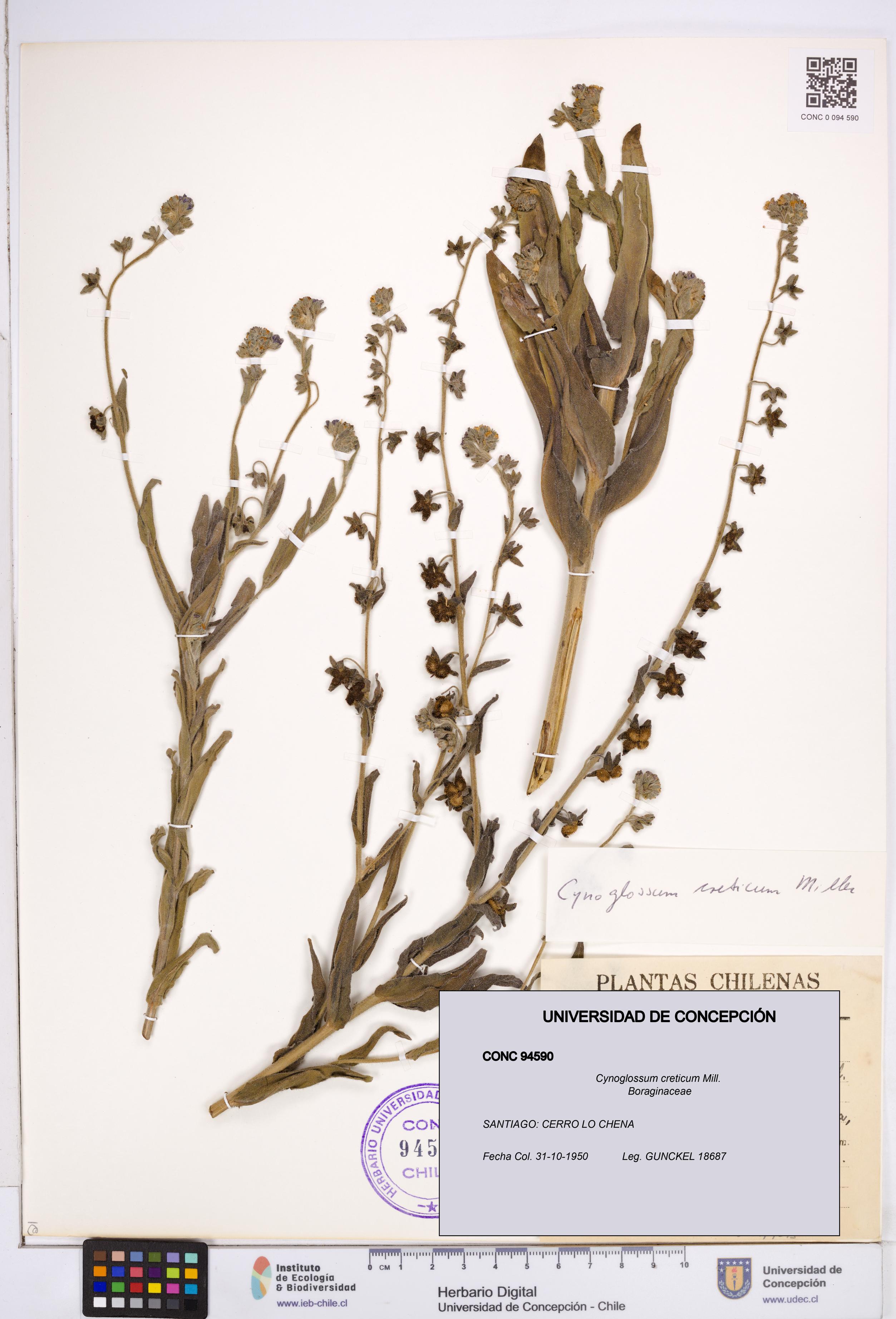 Cynoglossum creticum [Espécimen: ]
