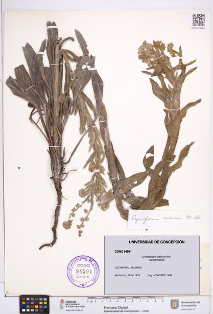 Cynoglossum creticum [Espécimen: ]