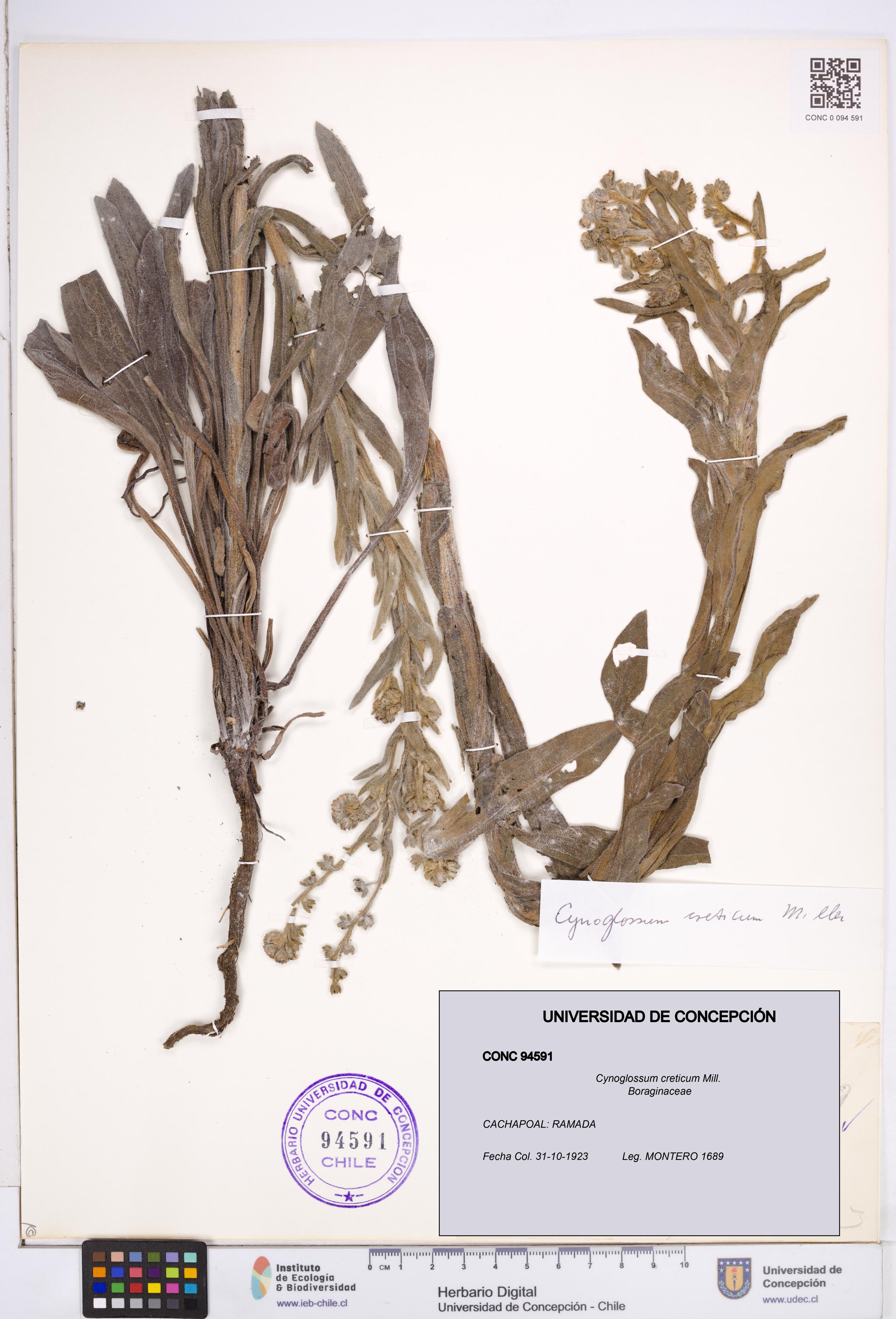 Cynoglossum creticum [Espécimen: ]