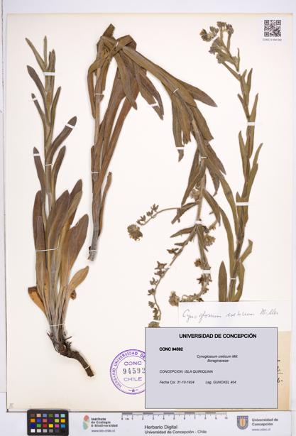 Cynoglossum creticum [Espécimen: ]