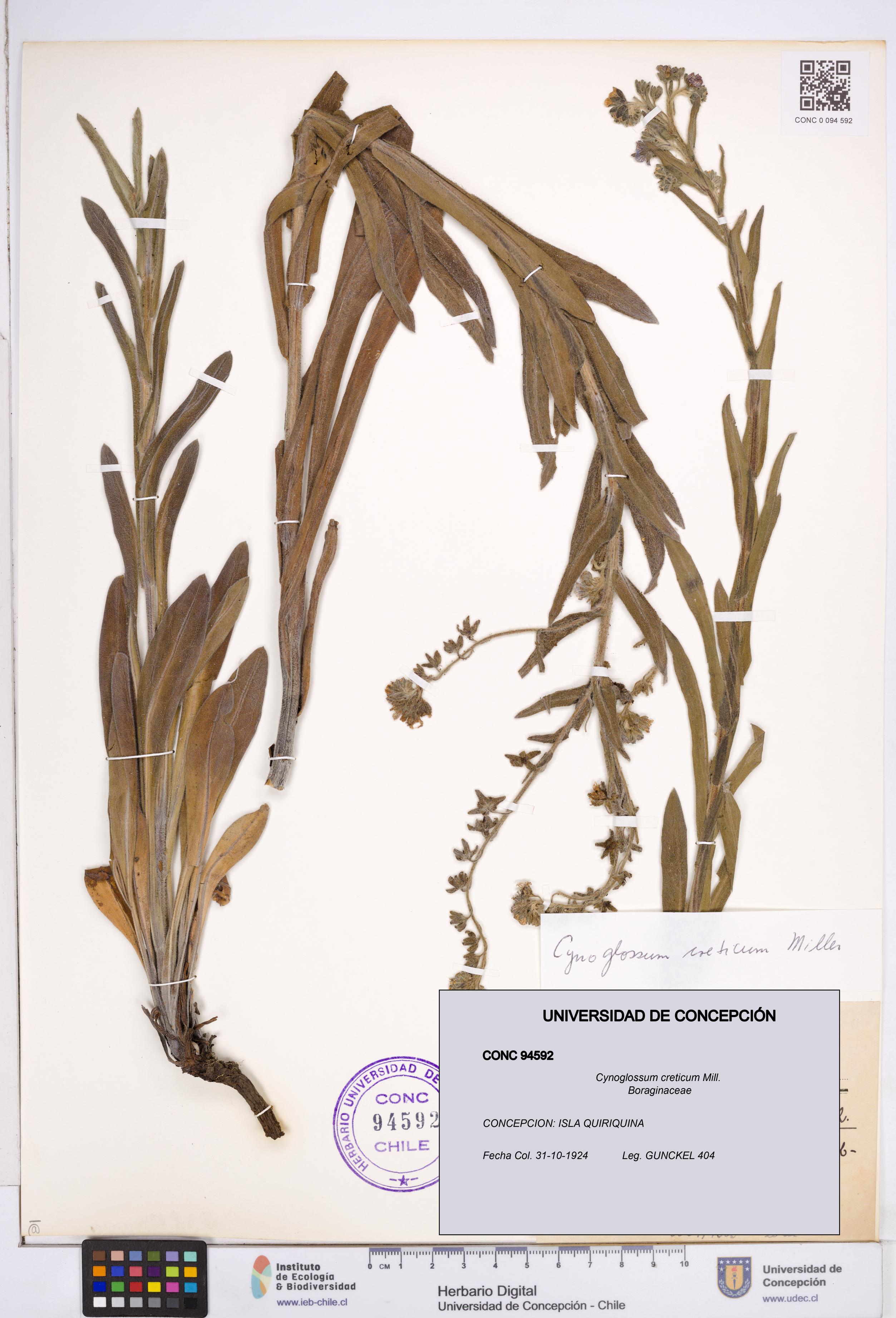 Cynoglossum creticum [Espécimen: ]